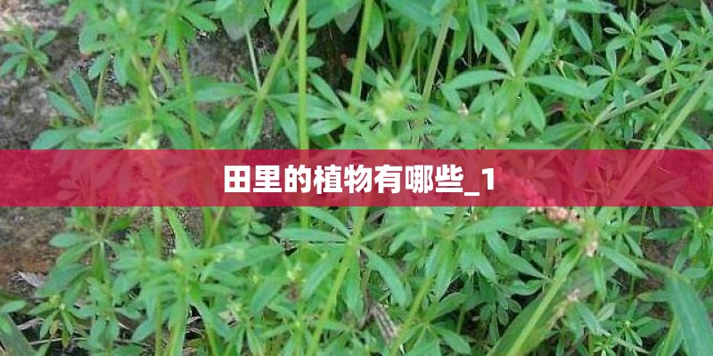 田里的植物有哪些_1