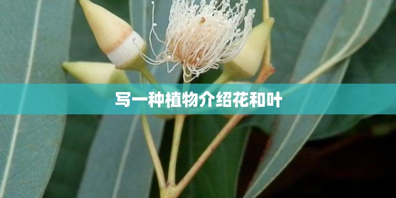 写一种植物介绍花和叶