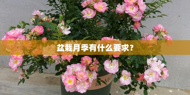 盆栽月季有什么要求？