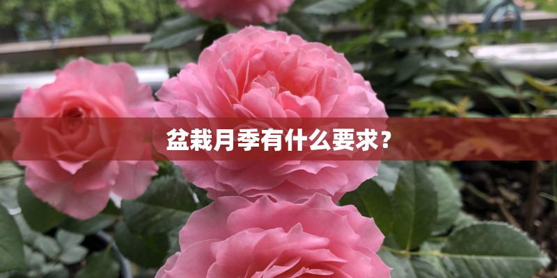 盆栽月季有什么要求？