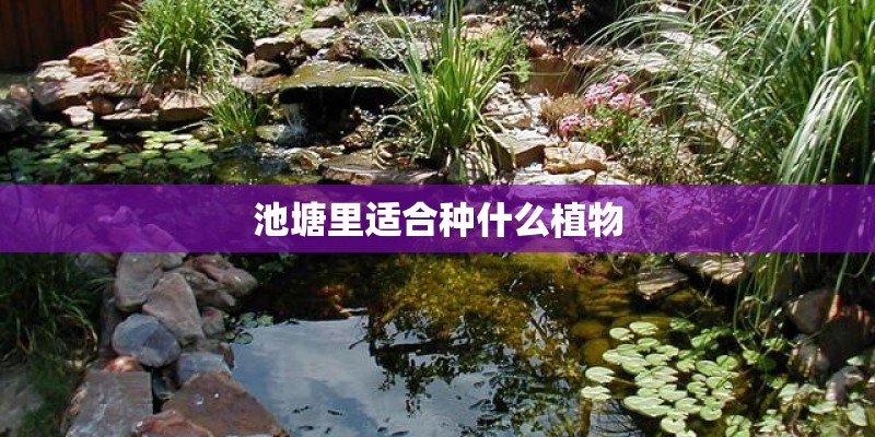 池塘里适合种什么植物