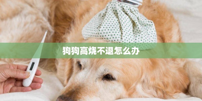 狗狗高烧不退怎么办