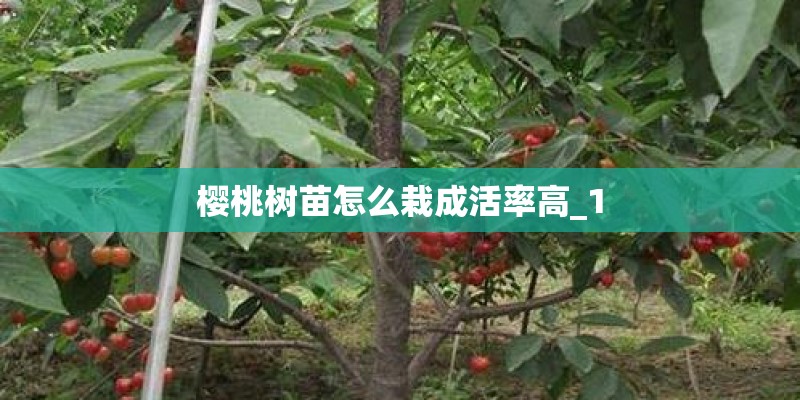 樱桃树苗怎么栽成活率高_1