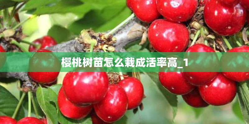 樱桃树苗怎么栽成活率高_1