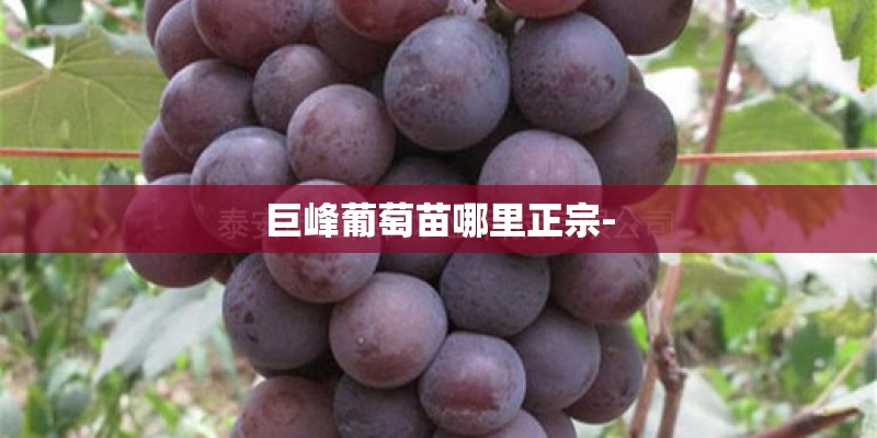 巨峰葡萄苗哪里正宗-