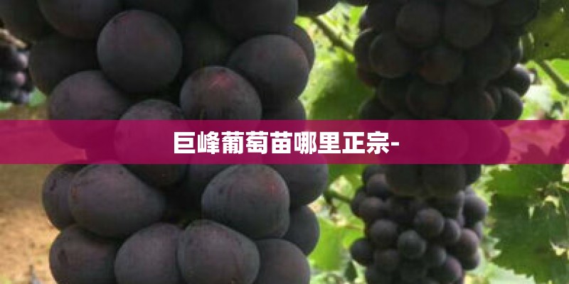 巨峰葡萄苗哪里正宗-