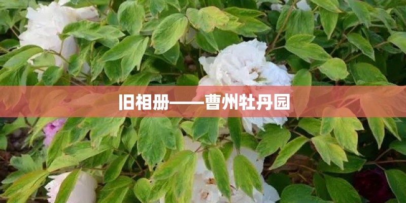 旧相册——曹州牡丹园