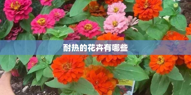 耐热的花卉有哪些