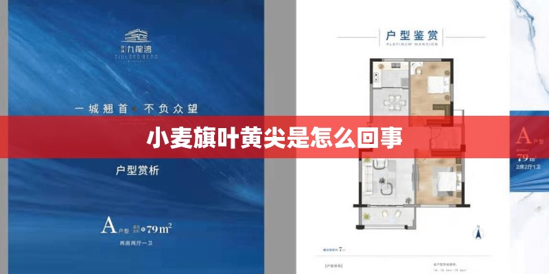 小麦旗叶黄尖是怎么回事
