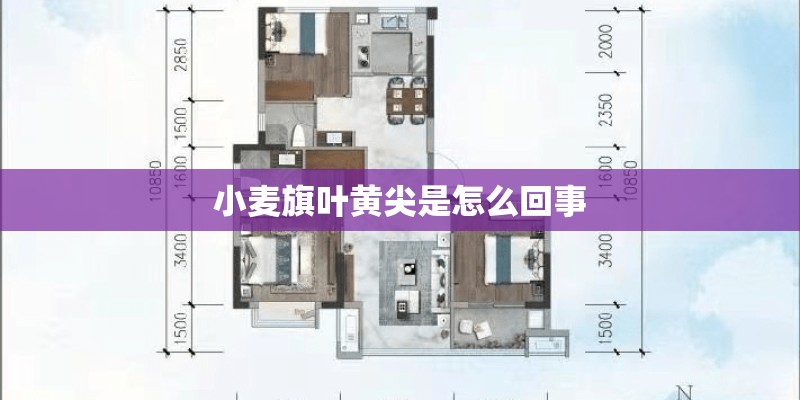 小麦旗叶黄尖是怎么回事