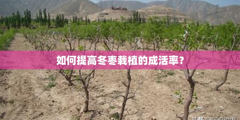 如何提高冬枣栽植的成活率？