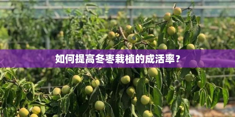 如何提高冬枣栽植的成活率？