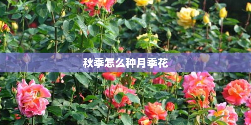 秋季怎么种月季花