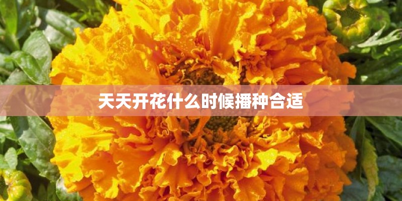 天天开花什么时候播种合适