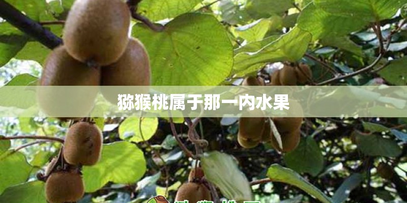 猕猴桃属于那一内水果