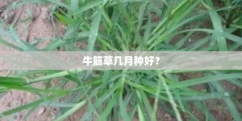 牛筋草几月种好？