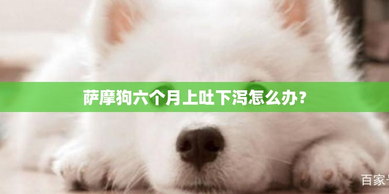 萨摩狗六个月上吐下泻怎么办？
