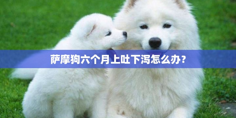 萨摩狗六个月上吐下泻怎么办？