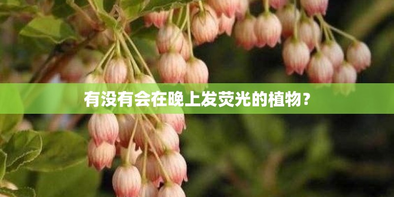 有没有会在晚上发荧光的植物? 有没有会在晚上发荧光的植物?
