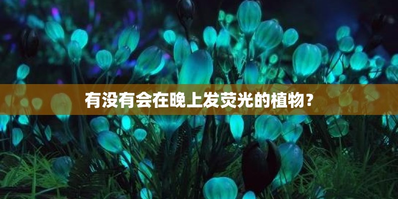 有没有会在晚上发荧光的植物？