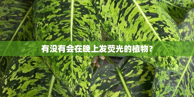 有没有会在晚上发荧光的植物? 有没有会在晚上发荧光的植物?