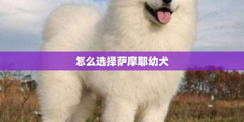 怎么选择萨摩耶幼犬