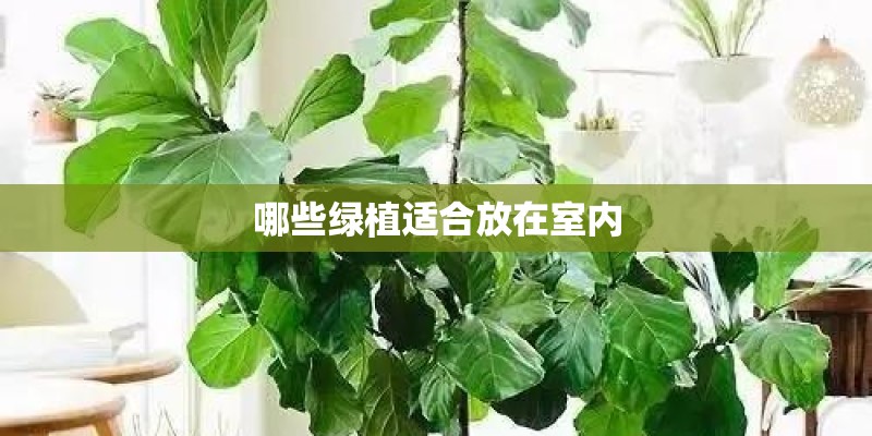 哪些绿植适合放在室内