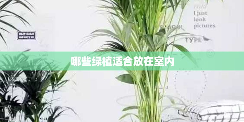 哪些绿植适合放在室内
