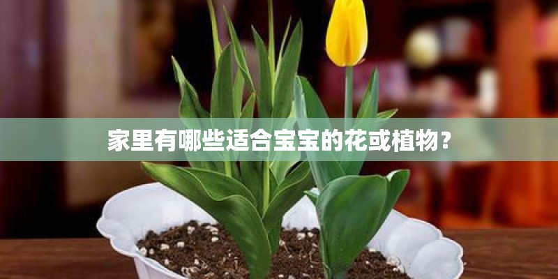 家里有哪些适合宝宝的花或植物？
