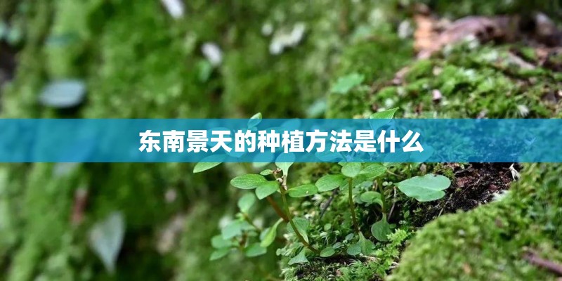 东南景天的种植方法是什么