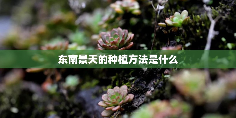 东南景天的种植方法是什么