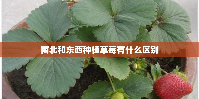 南北和东西种植草莓有什么区别