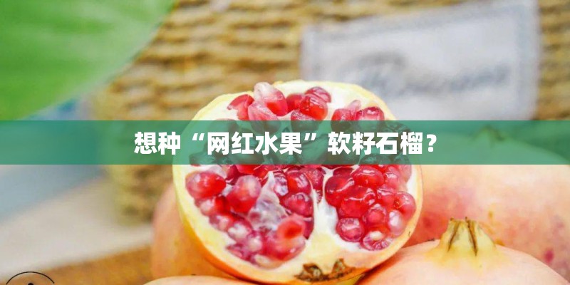 想种“网红水果”软籽石榴? 想种“网红水果”软籽石榴?