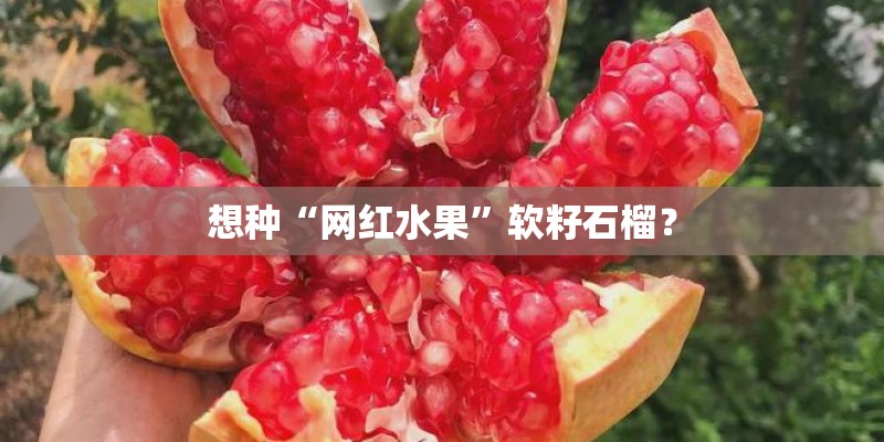 想种“网红水果”软籽石榴? 想种“网红水果”软籽石榴?