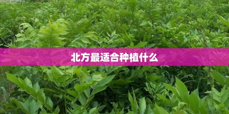 北方最适合种植什么