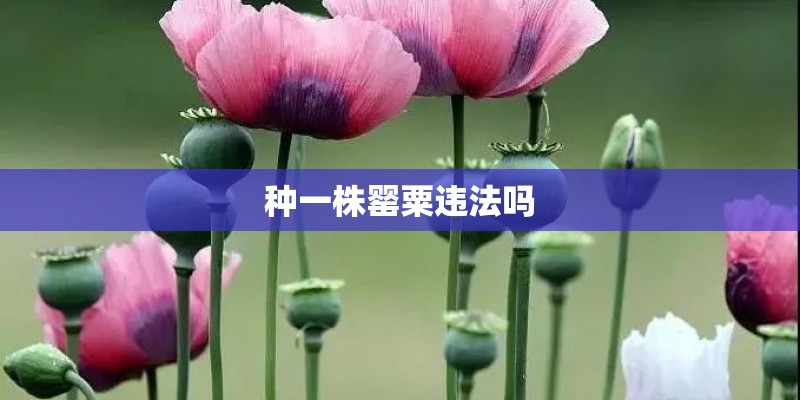 种一株罂粟违法吗
