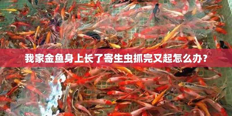 我家金鱼身上长了寄生虫抓完又起怎么办？