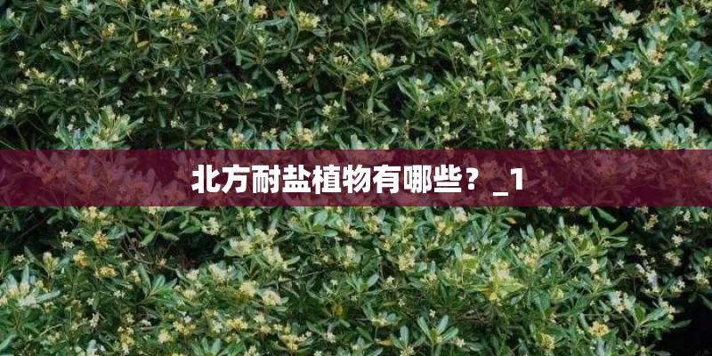 北方耐盐植物有哪些?_1 北方耐盐植物有哪些?_1