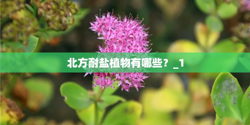 北方耐盐植物有哪些?_1 北方耐盐植物有哪些?_1