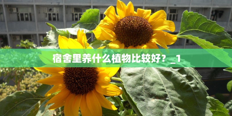 宿舍里养什么植物比较好？_1