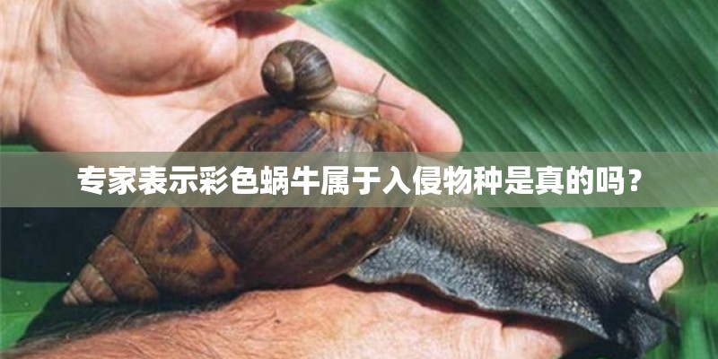 专家表示彩色蜗牛属于入侵物种是真的吗？
