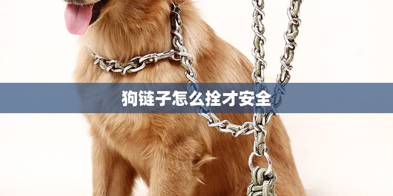狗链子怎么拴才安全