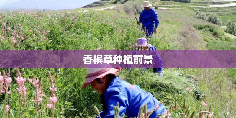 香槟草种植前景
