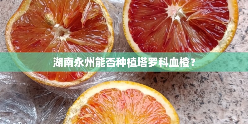 湖南永州能否种植塔罗科血橙？