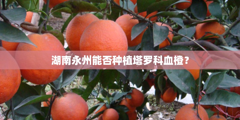湖南永州能否种植塔罗科血橙？
