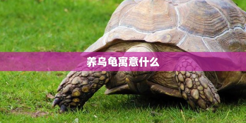 养乌龟寓意什么