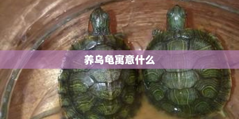 养乌龟寓意什么