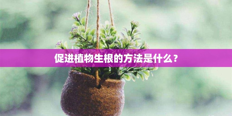 促进植物生根的方法是什么？