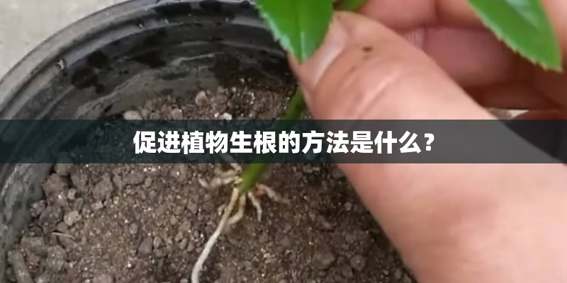 促进植物生根的方法是什么？