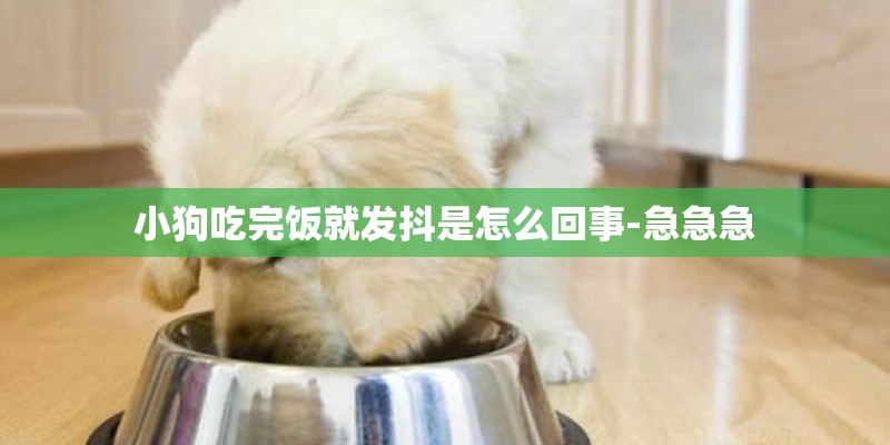 小狗吃完饭就发抖是怎么回事-急急急 小狗吃完饭就发抖是怎么回事-急急急